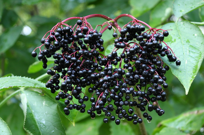 Image result for elder berries